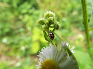 ヒメカメノコテントウ ladybug