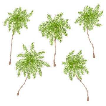 Set of stylized palm trees isolated on white