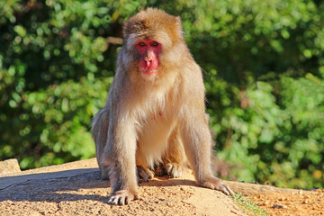 Japanese macaque