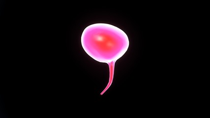 3d illustration of female body urinary bladder anatomy