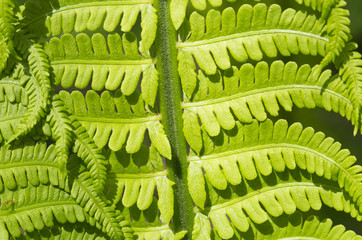 Patterned fern leaves, background