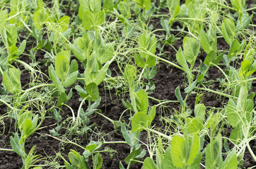 Young shoots of peas on the beds