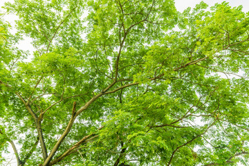 tree and branch with and leaves on white background.