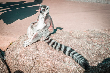 Ring tailed lemur sitting in meditative pose. Wisdom and conteplation concept with copy space © Greg Brave
