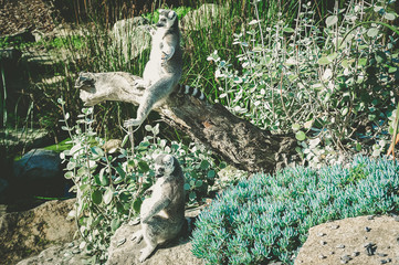 Two Ring Tailed Lemurs spreading hands and feet sunbathing