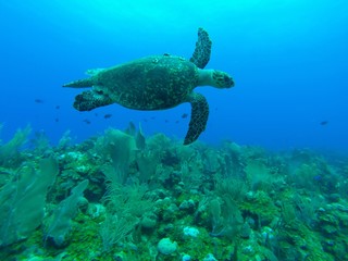 Sea Turtle - 161408604