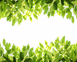 Green leaves background with white copy space, on white background