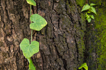 Tree with moss on trunk