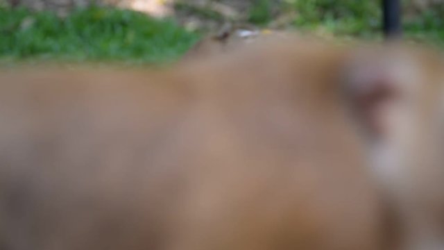 Monkey eating fruit in park