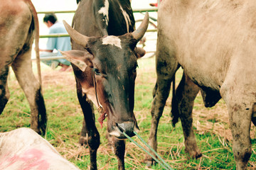 Brahman Cattle in stables
