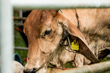 Brahman Cattle in stables