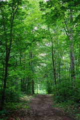 A path into the woods among tall gree trees
