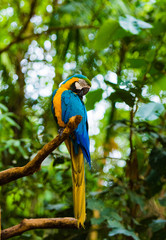 Hyacinth Macaw