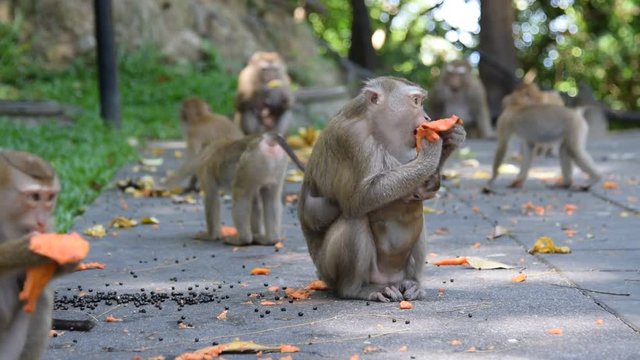 Monkey eating fruit in park