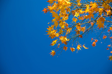 Maple leaf colurful in the clear sky.