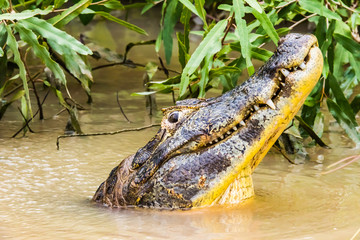 Caiman Threat display