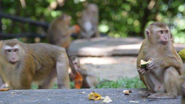 Monkey eating fruit in park