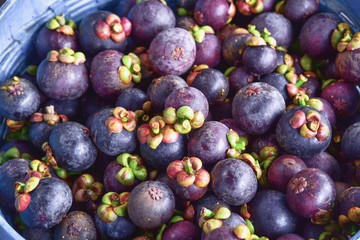 Close-Up View of Group of Purple Mangosteens