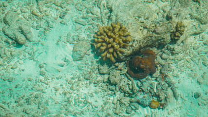 Camouflage octopus waiting for opportunities. Business abstract hiding, blending and patience