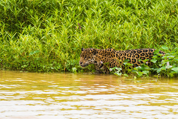 Fototapeta na wymiar Jaguar emerging from river grass in water