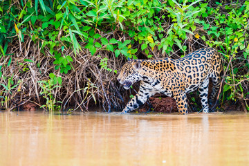 Jaguar walking in river while hunting