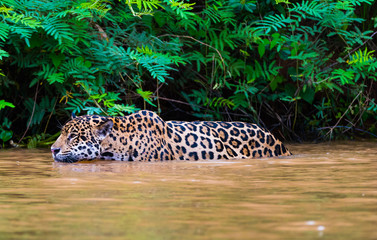 Naklejka premium Jaguar wading in river to hunt