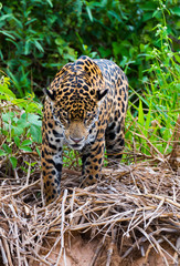 Jaguar on river bank - Mato Grosso - Brazil