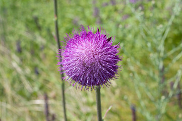 A beautiful flower of purple thistle. Pink flowers of burdock burdock
