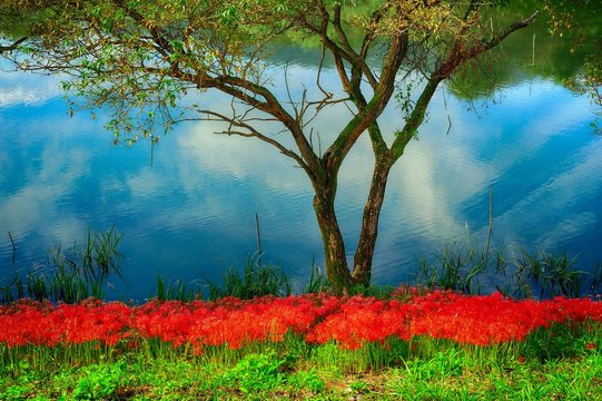 堤防の彼岸花 岐阜県海津市 津屋川堤防に咲く彼岸花です Stock Photo Adobe Stock