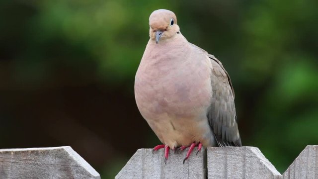 Dove on a fence turns around at end.