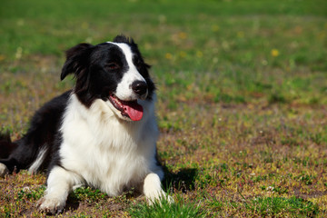 dog breed Border Collie