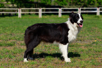 dog breed Border Collie