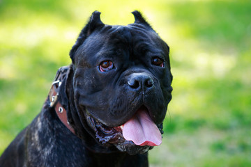 dog breed cane corso italiano