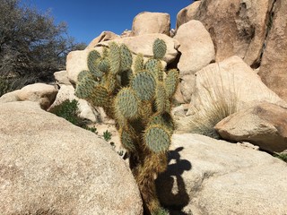 Joshua Tree landscape with cactus