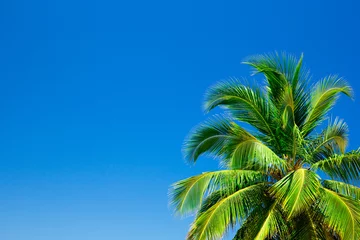 Crédence de cuisine en verre imprimé Palmier Palmiers contre le ciel bleu