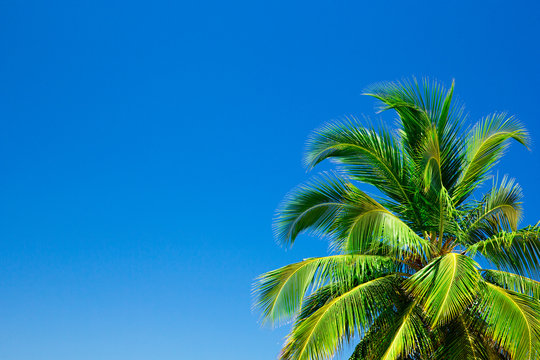 Palm trees against blue sky