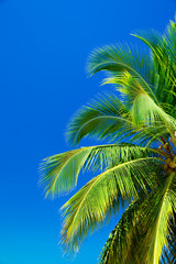 Palm trees against blue sky