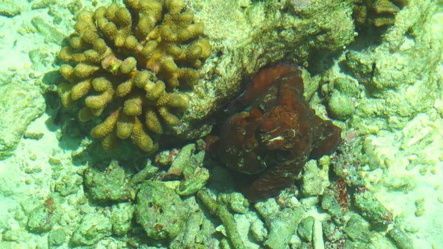 Camouflaged Octopus Under The Turquoise Blue Green Ocean