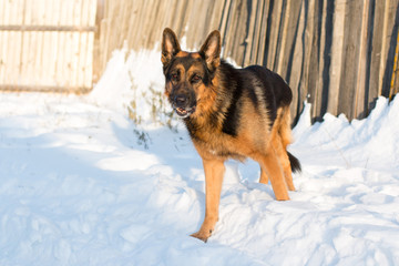 Dog german shepherd in a village in a winter