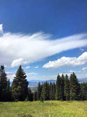 Forest in the Utah wasatch mountain range