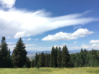 Fototapeta na wymiar Forest in the Utah wasatch mountain range