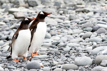 Fototapeta premium Gentoo Penguins in Antarctica