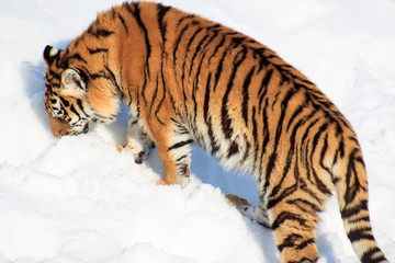 The wild Siberian tiger looks for its prey.