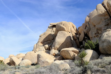Joshua Tree  National Park
