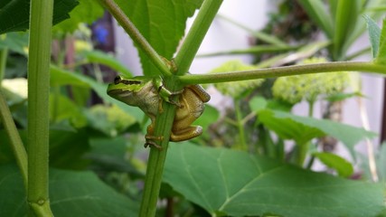 Europäischer Laubfrosch - Hyla arborea