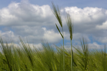 Ears of cereals and blue sky