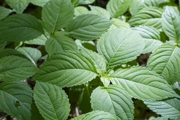 Impatiens parviflora - Non-flowering plant green leaf without bloom.