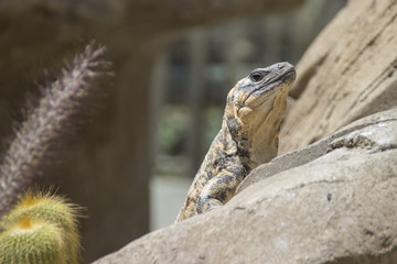 Iguana del desierto con un camuflaje perfecto