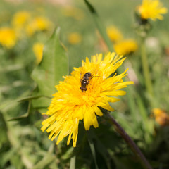 Fly in the meadow