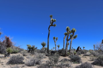Joshua Tree  National Park